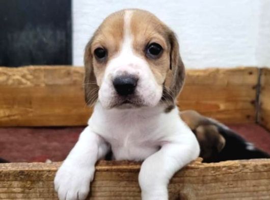 Elizabeth Beagle görsel