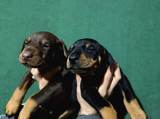 King Doberman Yavrular