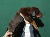King Doberman Yavrular
