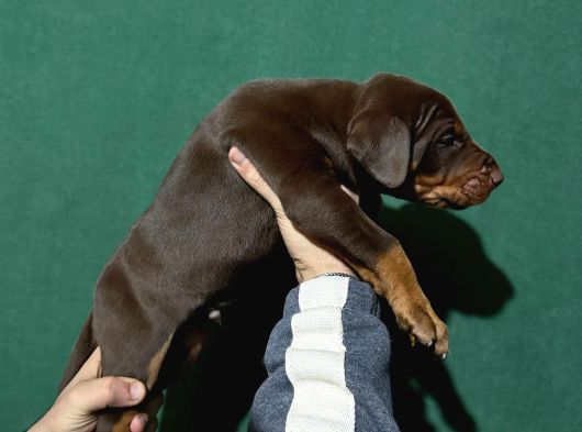 King Doberman Yavrular görsel
