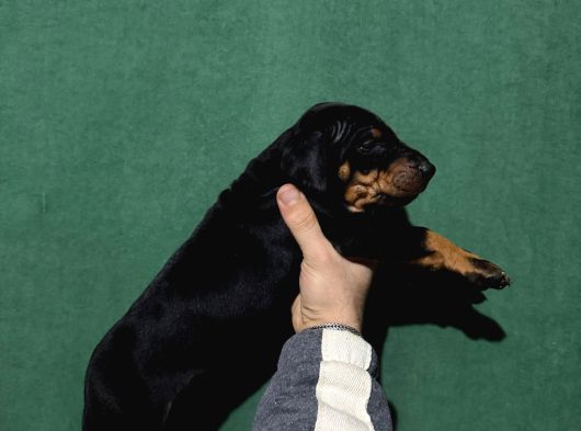 King Doberman Yavrular görsel