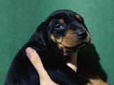 King Doberman Yavrular