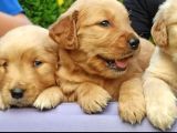 Baby Face Golden Yavrular