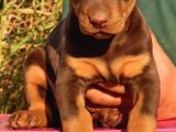 Mükemmel Doberman