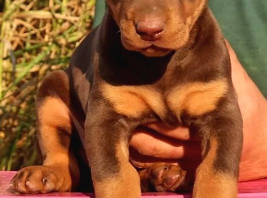 Mükemmel Doberman görsel