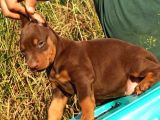Mükemmel Doberman