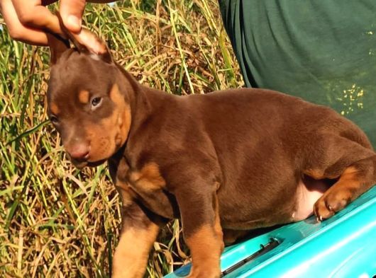 Mükemmel Doberman görsel