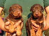 Mükemmel Doberman