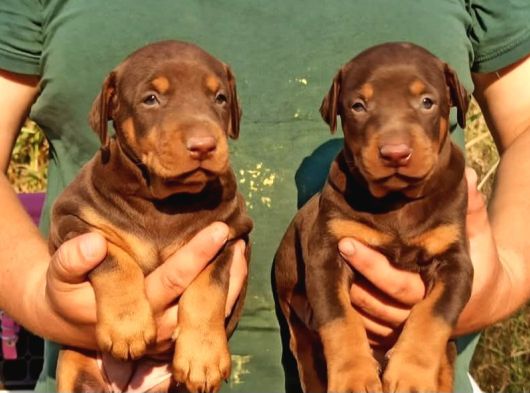 Mükemmel Doberman görsel