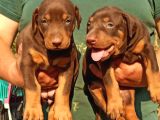 Mükemmel Doberman