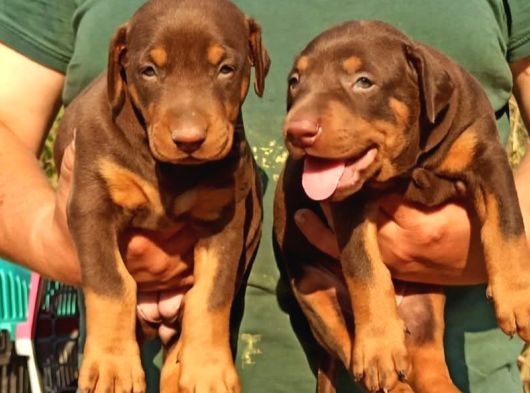 Mükemmel Doberman