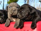 İtalyan devi Cane corso