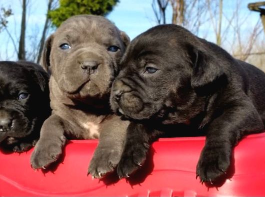 İtalyan Devi Cane Corso