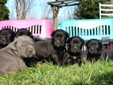 İtalyan Devi Cane Corso