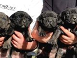 İtalyan Devi Cane Corso