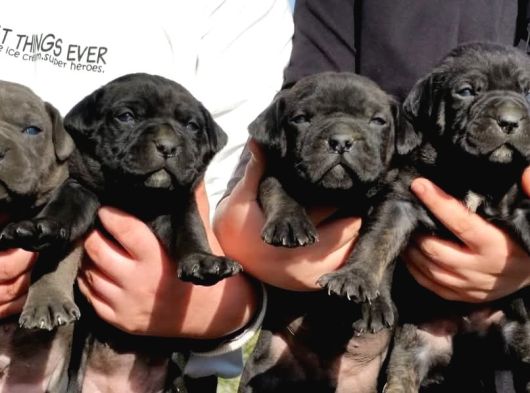 İtalyan Devi Cane Corso görsel