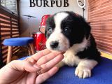 Orijinal Safkan Border Collie Yavruları
