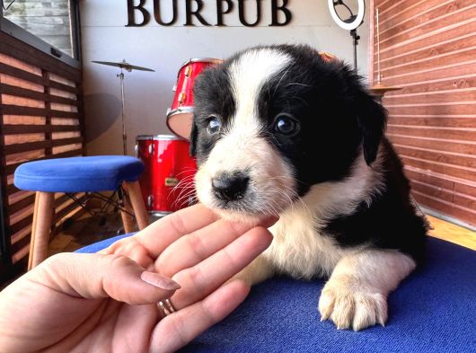 Orijinal Safkan Border Collie Yavruları görsel