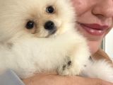 Türkiyenin En Güzel Pomeranian Yavruları