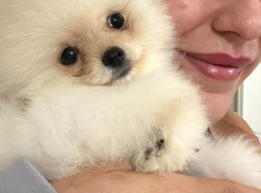 Türkiyenin En Güzel Pomeranian Yavruları görsel