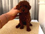 A Kalite Toy Poodle Yavrularım