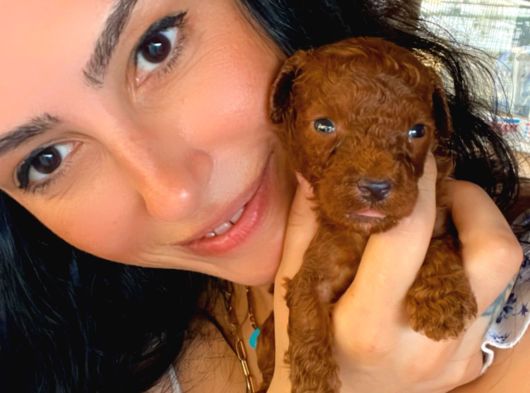 Toy Poddle Yavrularım Sağlık Ve Irk Garantilidi görsel