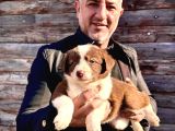 Orijinal safkan Border collie Yavruları
