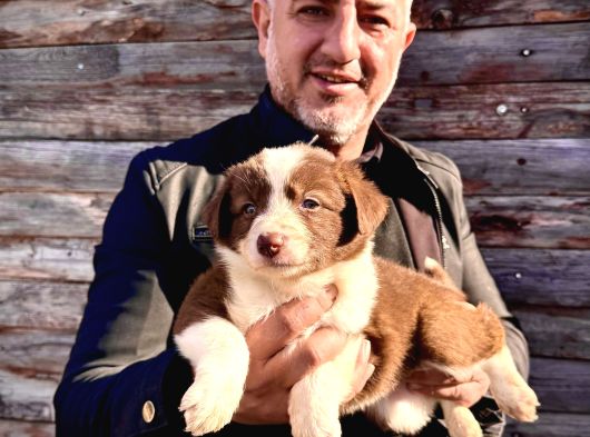 Orijinal Safkan Border Collie Yavruları