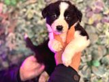 Orijinal Safkan Border Collie Yavruları