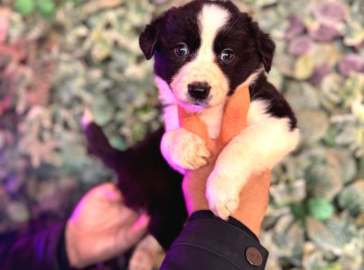 Orijinal Safkan Border Collie Yavruları görsel