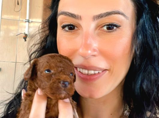 Toy Poddle Yavrularım Sağlık Ve Irk Garantilidi görsel