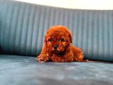 A kalite toy poodle yavrularım