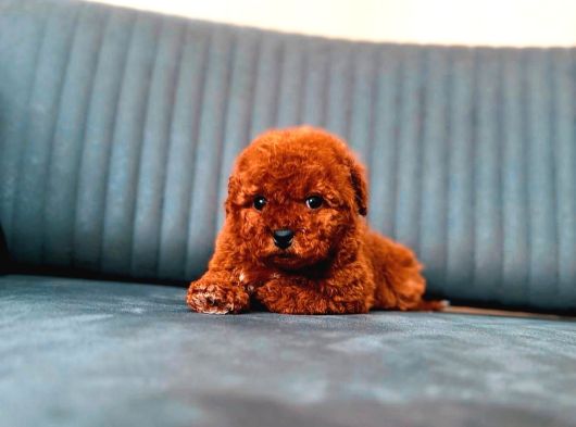 A Kalite Toy Poodle Yavrularım