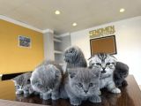 En Güzel Scottish Fold Yavrularimiz Fenomen Pet Shop Ankara