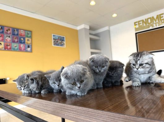 En Güzel Scottish Fold Yavrularimiz Fenomen Pet Shop Ankara görsel
