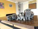 En Güzel Scottish Fold Yavrularimiz Fenomen Pet Shop Ankara