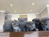 En Güzel Scottish Fold Yavrularimiz Fenomen Pet Shop Ankara