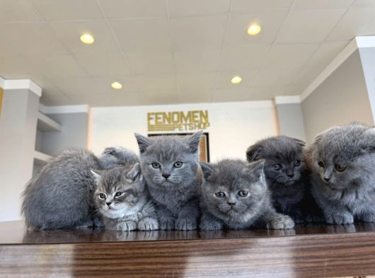 En Güzel Scottish Fold Yavrularimiz Fenomen Pet Shop Ankara görsel
