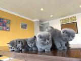En Güzel Scottish Fold Yavrularimiz Fenomen Pet Shop Ankara