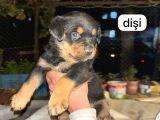 İri Kafa Rottweiler Bebekler
