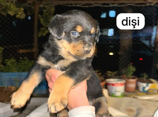 İri Kafa Rottweiler Bebekler görsel