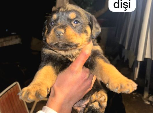 İri Kafa Rottweiler Bebekler görsel