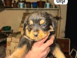 İri kafa rottweiler bebekler
