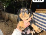 İri Kafa Rottweiler Bebekler