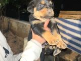 İri Kafa Rottweiler Bebekler
