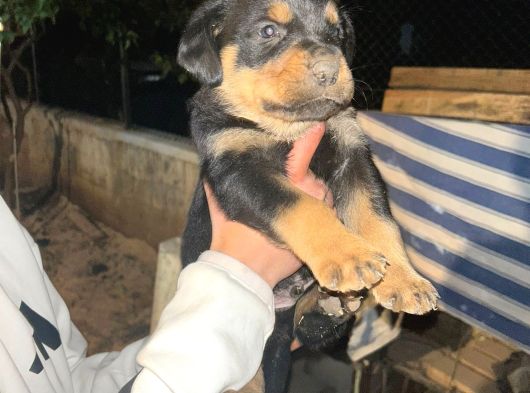 İri Kafa Rottweiler Bebekler görsel