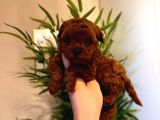 A Kalite Toy Poodle Yavrularım