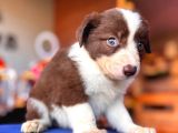 Orijinal Safkan Border Collie Yavruları