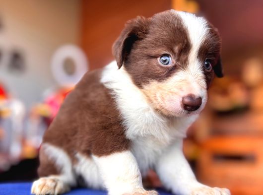 Orijinal Safkan Border Collie Yavruları görsel