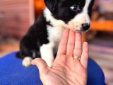 Orijinal Safkan Border Collie Yavruları